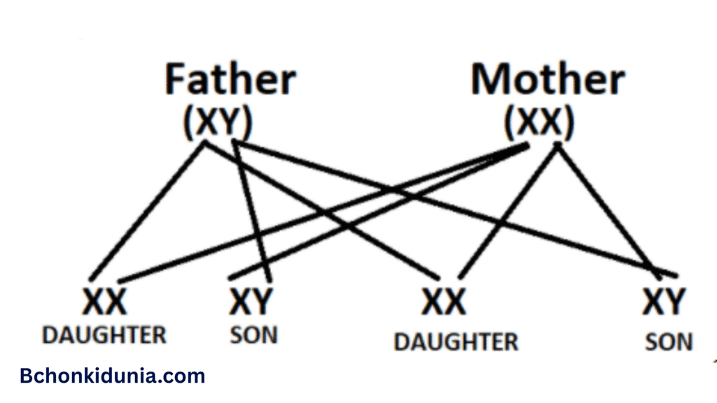 the maleness of a child is determined by